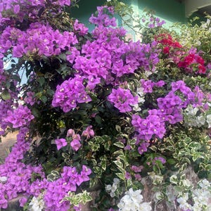 Purple Bougainvillea Seeds: Tropical Climbing Vine for Balcony & Garden