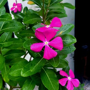 Vinca Rosea Periwinkle Seeds | Perennial Flower | Easy to Grow | Drought-Tolerant | Garden or Pots | Vibrant Blooms