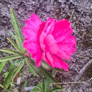 Camellia Japonica Seeds: Climbing Evergreen Shrub, Elegant Blooms