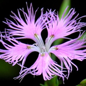 Fringed Pinks Seeds • Dianthus Superbus, Fragrant Cottage Garden