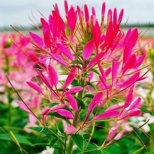 Puede incluir: Primer plano de una vibrante flor de Cleome rosa, también conocida como flor de araña, con pétalos largos y delgados y estambres delicados. La flor se encuentra sobre un fondo de follaje verde y otras flores rosas.