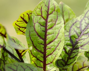 250 semillas de acedera roja veteada / Herencia sin OMG / Rumex sanguineus / Hierba ornamental y culinaria para jardín