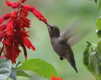 Salvia escarlata, colibríes rojos, anual, perenne, 100 semillas