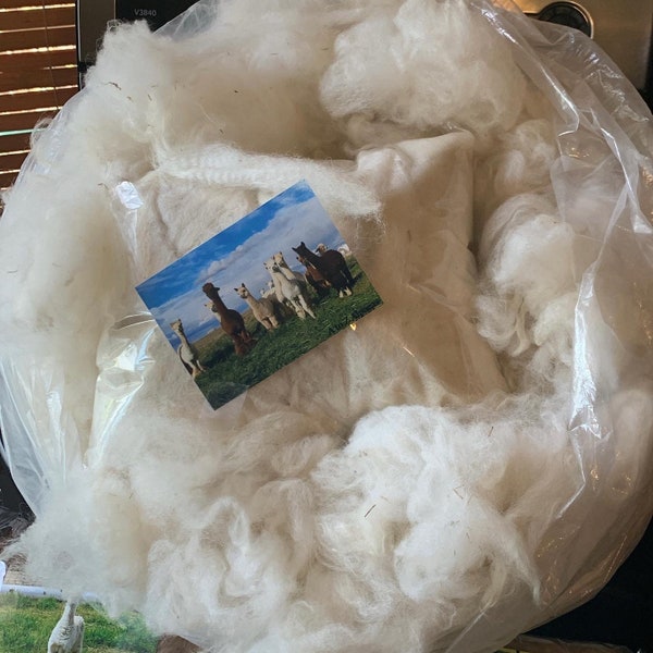 White Alpaca fleece for hand spinning from A to Z Alpacas FREE SHIPPING