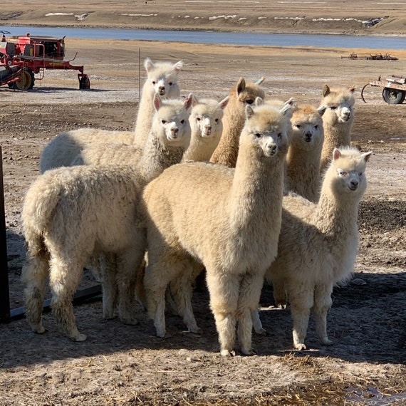 5 Alberta Farms Every Alpaca Lover Needs to Experience for Themselves 