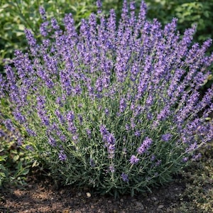 Planta de lavanda viva – Lavandula angustifolia – Planta joven en maceta – De Cerdeña