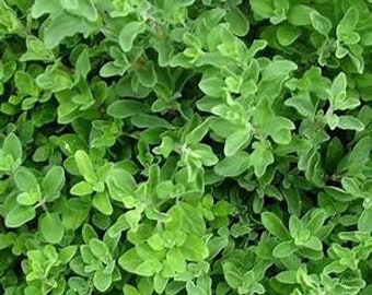 OREGANO ITALIAN Wild Marjoram 4000 seeds Origanum Vulgare