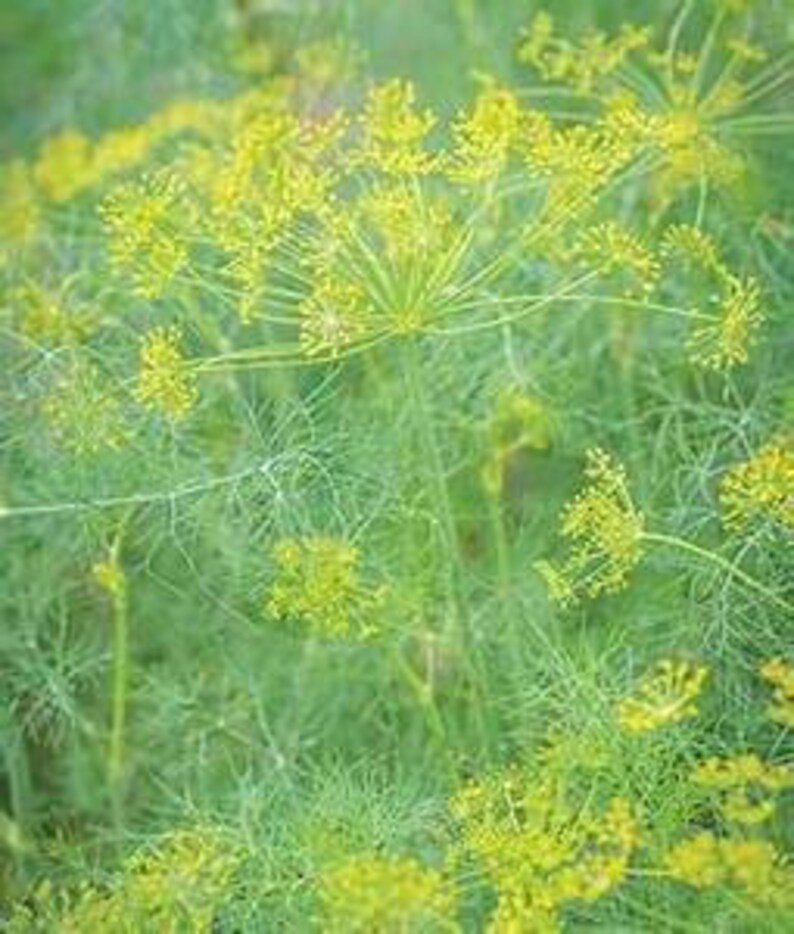 Dill Hera Seed Sample Package 15Seeds graveolens Etsy