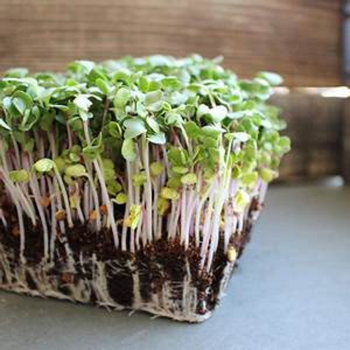 Organic Red Clover Sprouting Seeds 1/2 Ounce Trifolium Etsy