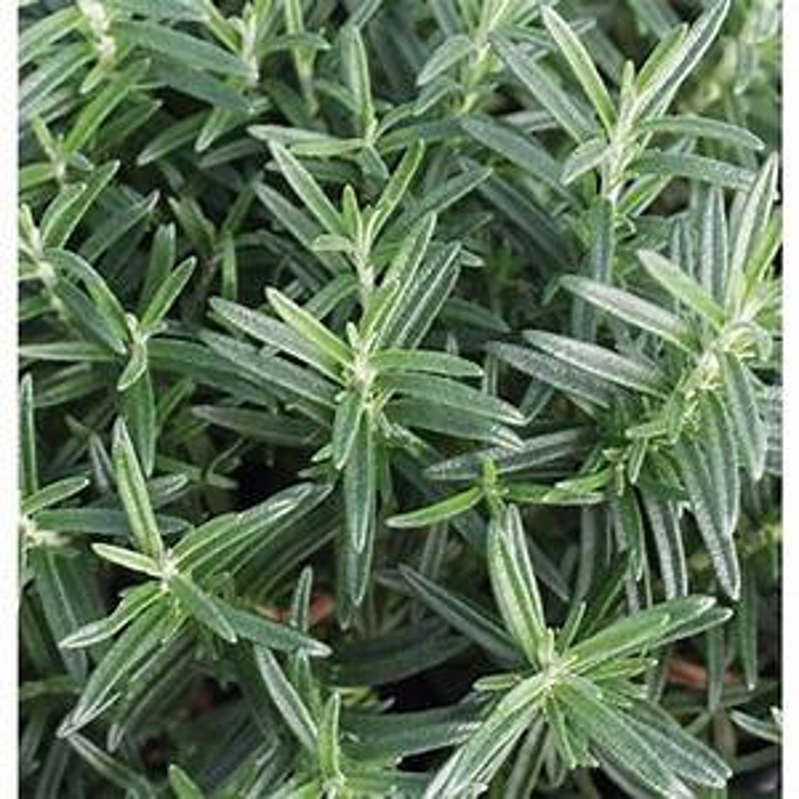 Rosemary Seed Sample Package 15Seeds Rosemarinus Etsy