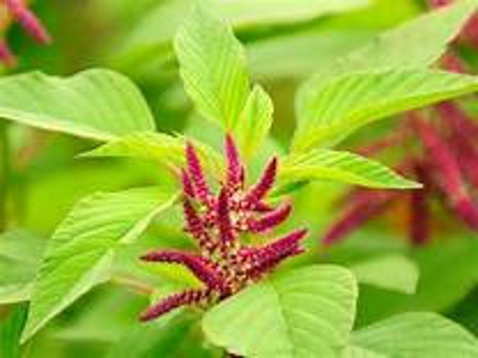 Amaranth Seed Sample Package 15Seeds Amaranthus Seed Etsy