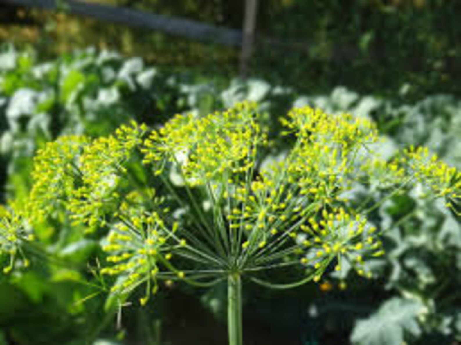 Dill Elephant Seed Sample Package 15 Seeds Minimum Etsy