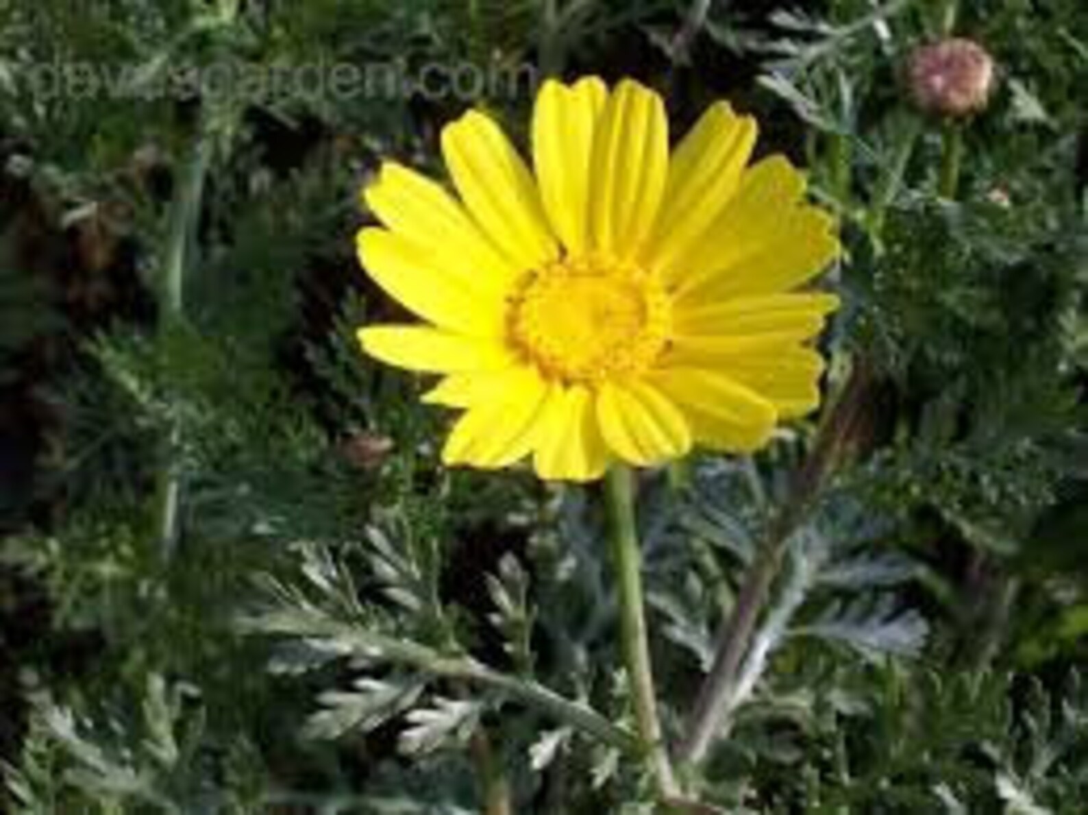 Shungiku Edible Chrysanthemum Seed Sample Package 15 Seeds Etsy