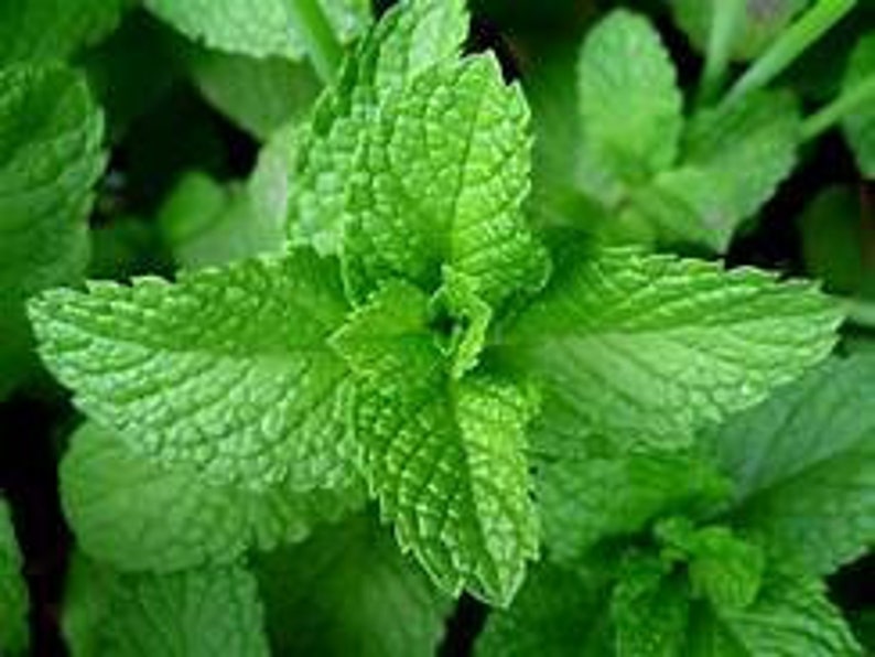 Peppermint Seed Sample Package 15Seeds Buy several Etsy