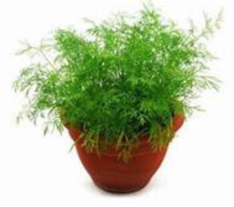 Dill Hera Seed Sample Package 15Seeds graveolens Etsy