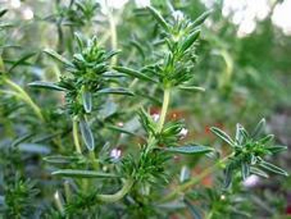 Satureja Hortensis HERB SUMMER SAVORY 2000 SEEDS Herb seeds