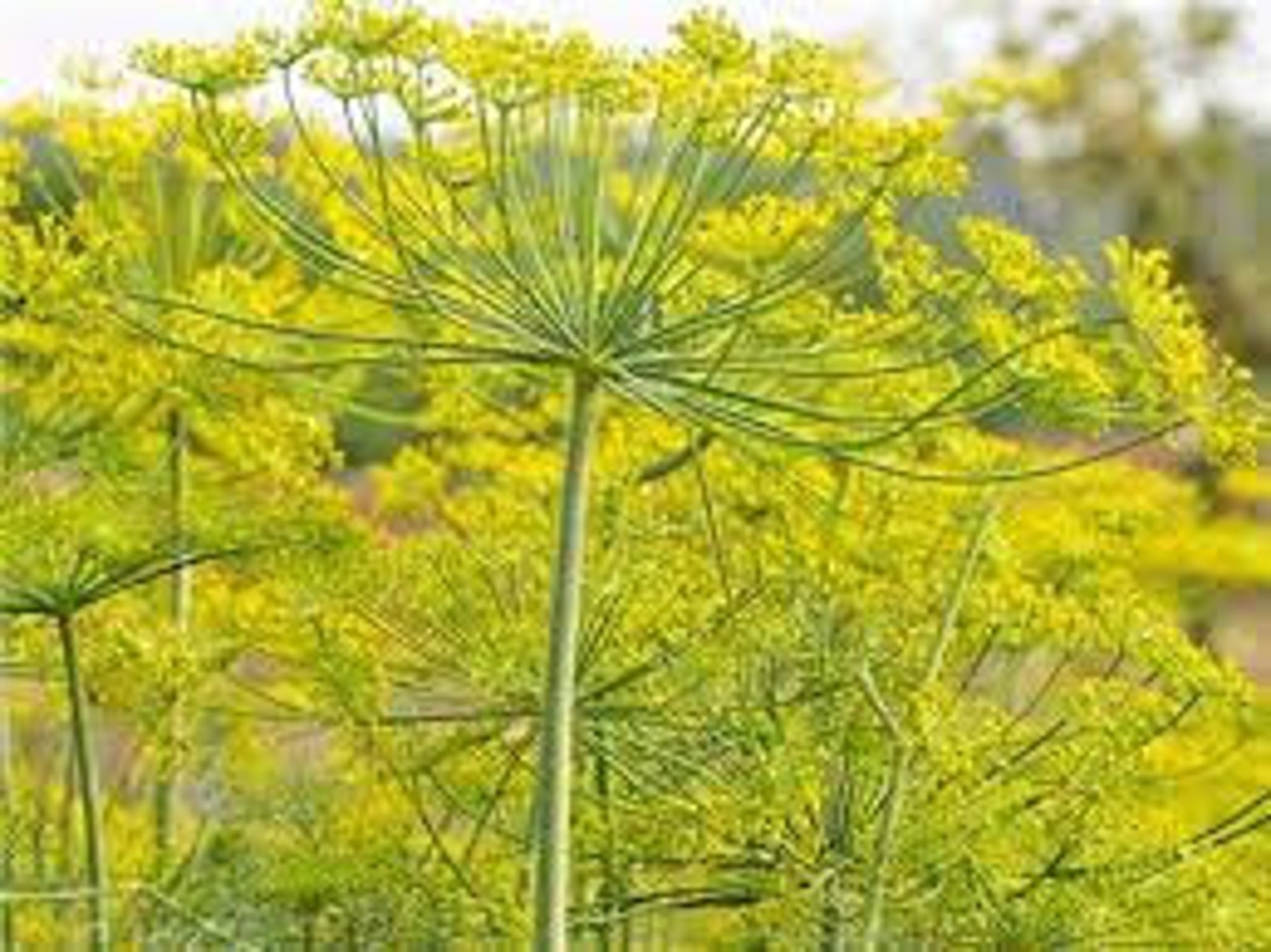 Dill Elephant Seed Sample Package 15 Seeds Minimum Etsy