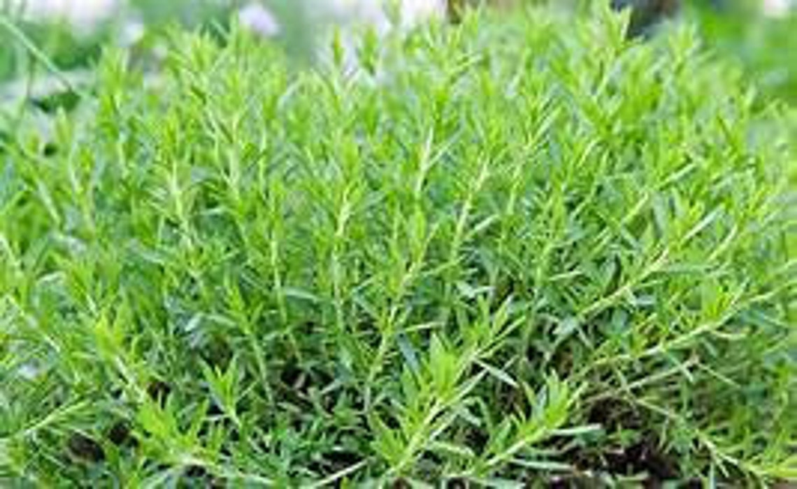 Tarragon Seed Sample Package 15Seeds Artemisia Redowski Etsy
