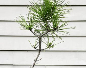 Midwest Bonsai Care Calendar - Pro