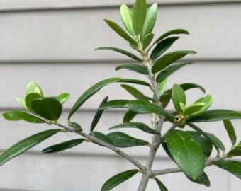 ミッドウェスト盆栽ケアカレンダー - ライト版 - オリーブ