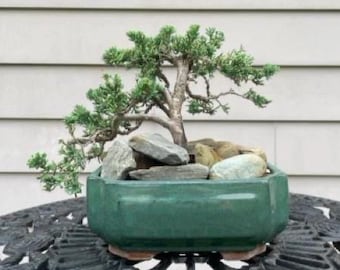Midwest Bonsai Care Calendar - Lite - Junipers