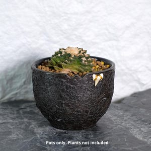 Peut inclure: Un pot de plante en céramique noire texturée de forme unique, contenant une petite plante succulente. Le pot a un accent décoratif blanc et or. Le texte en bas indique "Pots uniquement. Plantes non incluses."