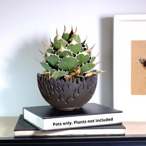 Peut inclure: Un pot de plante en céramique brun foncé avec un motif de flammes, contenant une plante succulente verte et blanche. Le pot est posé sur deux livres noirs. Le texte "Pots only. Plants not included" est visible.