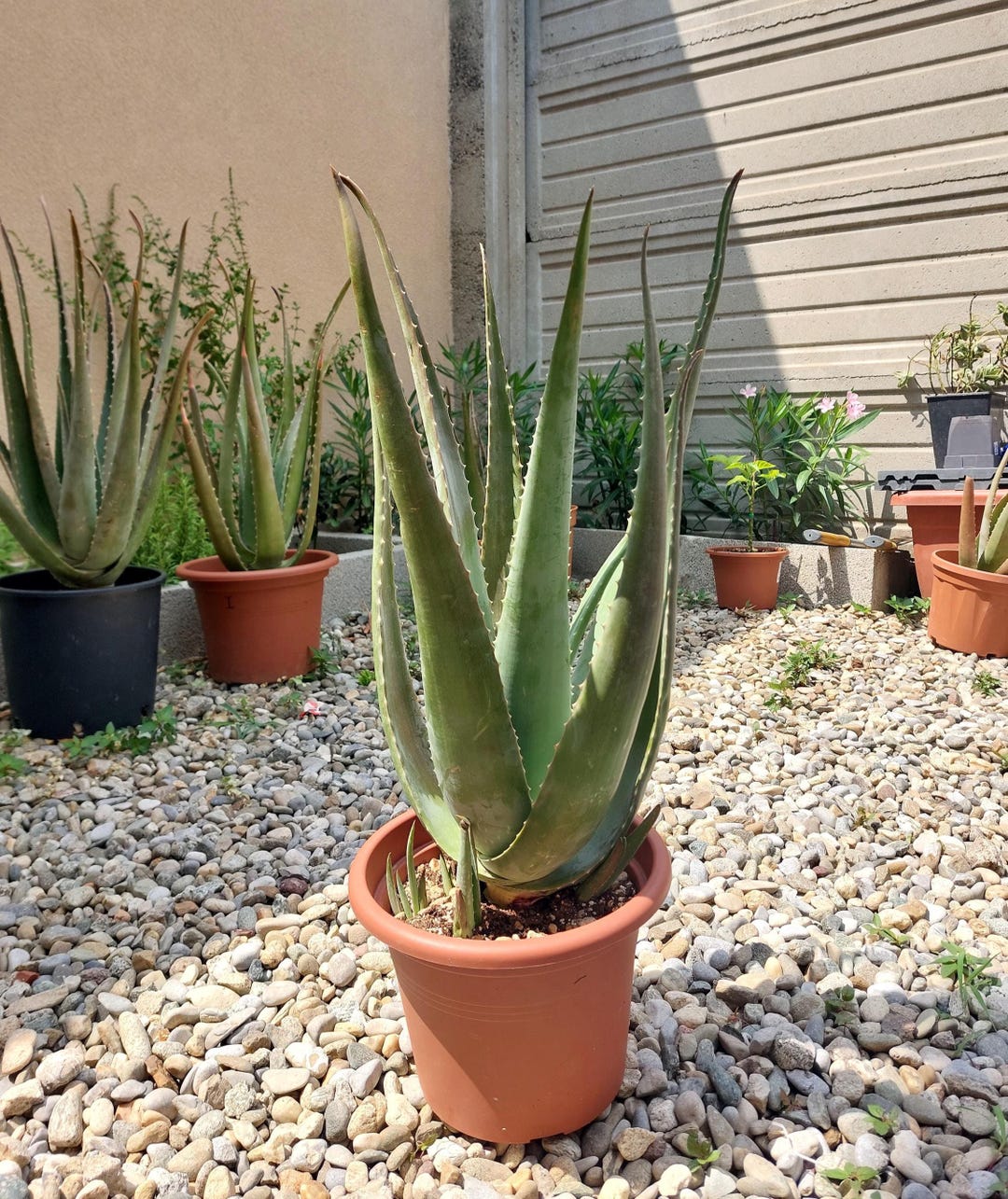 Aloe Vera Pflanze - 1 Jahr alte Pflanze, Versand im Topf. Natrlich  gewachsen. - Etsy.de