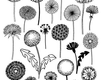 Dandelions, limited edition giclee print