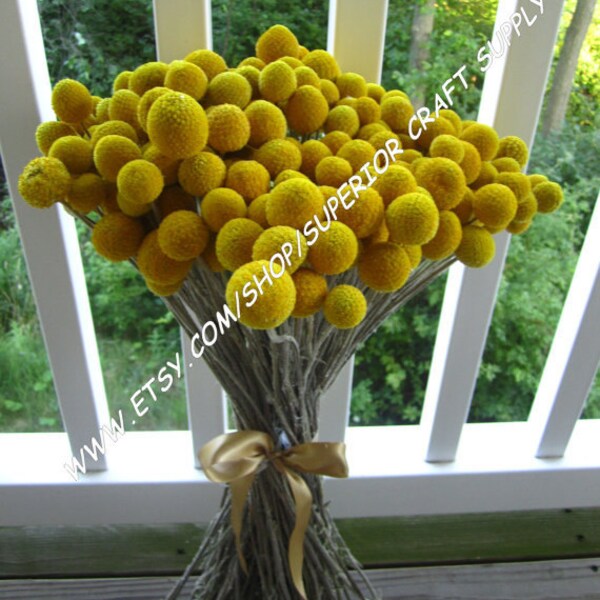 Craspedia - Billy Balls - Billy Buttons  -- set of 24   -- Preserved  -- 8" long