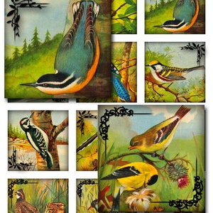 Vintage Birds Squares Instant Download 1 and 2 Inch Resin Glass Scrabble Tile Pendants JPEG (12-22)