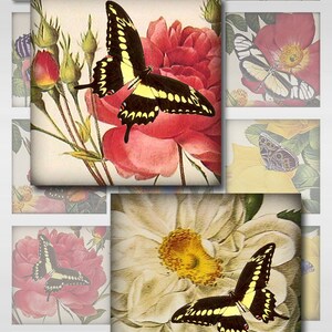 Può includere: Un collage di illustrazioni vintage con farfalle e fiori. Le farfalle sono nere, gialle e bianche con motivi intricati. I fiori sono rosa, bianchi e gialli con petali delicati.