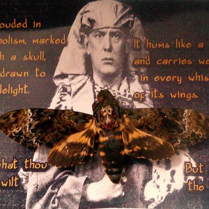 Aleister Crowley - Death’s-Head Hawkmoth