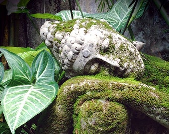 Bali Garden Buddha Print, Mossy Spiritual Photography (11x14)