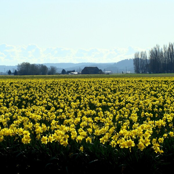 Daffodils in Skagit County WA - Download & Photograph- Photographic Art