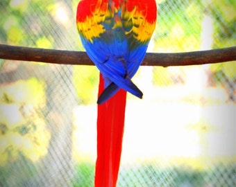 Show Off Parrot Photo or download
