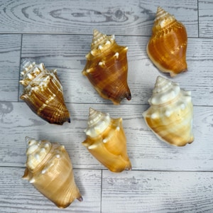 Rare Florida Fighting Conch Seashells - Set of Six Unique Hard-to-Find Shells