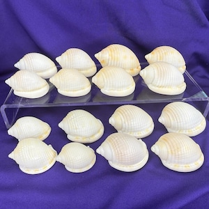 May include: A collection of seashells, each with a creamy white base and subtle tan accents. The shells are arranged on a clear acrylic display stand against a purple background. The shells vary slightly in size and shape.
