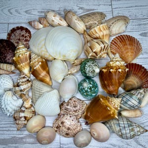 May include: A collection of assorted seashells in various shapes, sizes, and textures. The assortment includes smooth white bivalves, spiral-shaped conch shells in shades of brown and tan, textured green shells, and patterned fan-shaped shells.