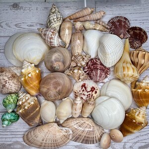 May include: A collection of various seashells in shades of white, tan, brown, and green. The assortment includes spiral-shaped conch shells, rounded bivalves, and textured gastropods of different sizes, all arranged together in a single cluster.