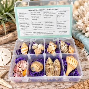 May include: A clear plastic organizer box containing eight compartments filled with various seashells nestled on purple shredded paper. The lid features a label titled Seashell Species and Collection Data, listing scientific and common names.