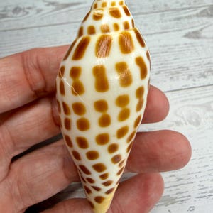May include: A smooth, conical seashell featuring a creamy white base color with a repeating pattern of dark brown, rectangular spots arranged in vertical rows. The shell has a pointed apex and a tapered base, with a visible hairline crack on the side.