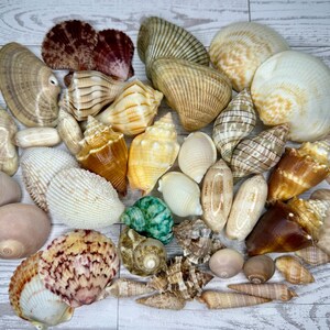 May include: A collection of various seashells in diverse shapes, sizes, and textures. The assortment includes smooth, rounded shells, spiral conch-like shells, and ridged bivalves in shades of white, tan, brown, and a single vibrant green specimen.