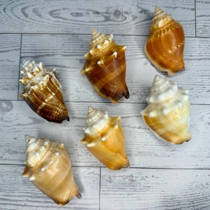 Rare Florida Fighting Conch Seashells - Set of Six Unique Hard-to-Find Shells