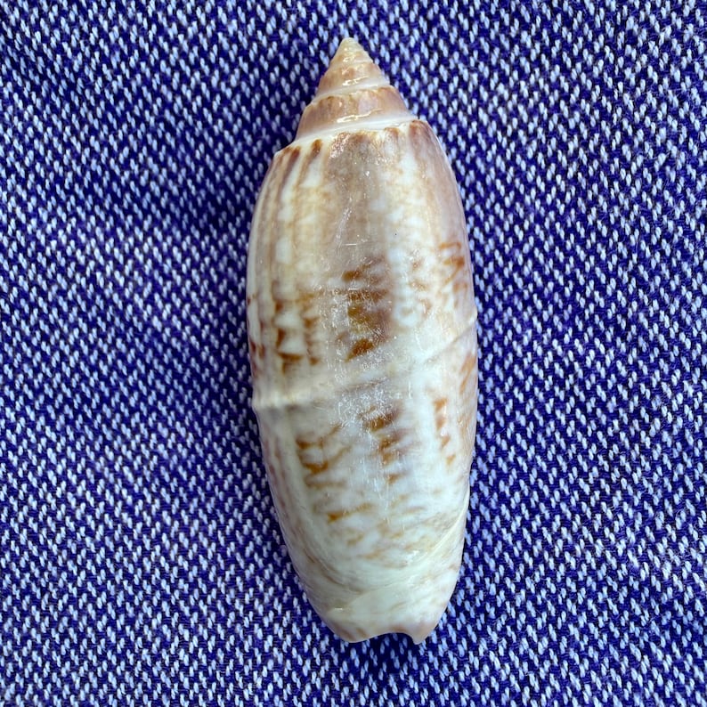 Florida Seashell: Extremely RARE Corded Lettered Olive From Navarre ...