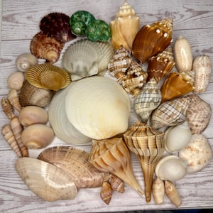 May include: A collection of assorted seashells in various shapes, sizes, and textures. The assortment includes spiral conch shells, flat fan-shaped bivalves, smooth round shells, and small green turban shells in shades of brown, tan, and white.