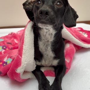 Puede incluir: Un perro pequeño y negro con marcas blancas en el pecho está envuelto en una manta rosa con un borde blanco y esponjoso. La manta tiene un estampado de unicornios y flores. El perro está mirando hacia arriba.