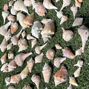 May include: A collection of various seashells in shades of white, tan, and brown, scattered on a green surface. The shells vary in size and shape, with spiral and conical forms. Some shells have textured surfaces, while others are smooth.