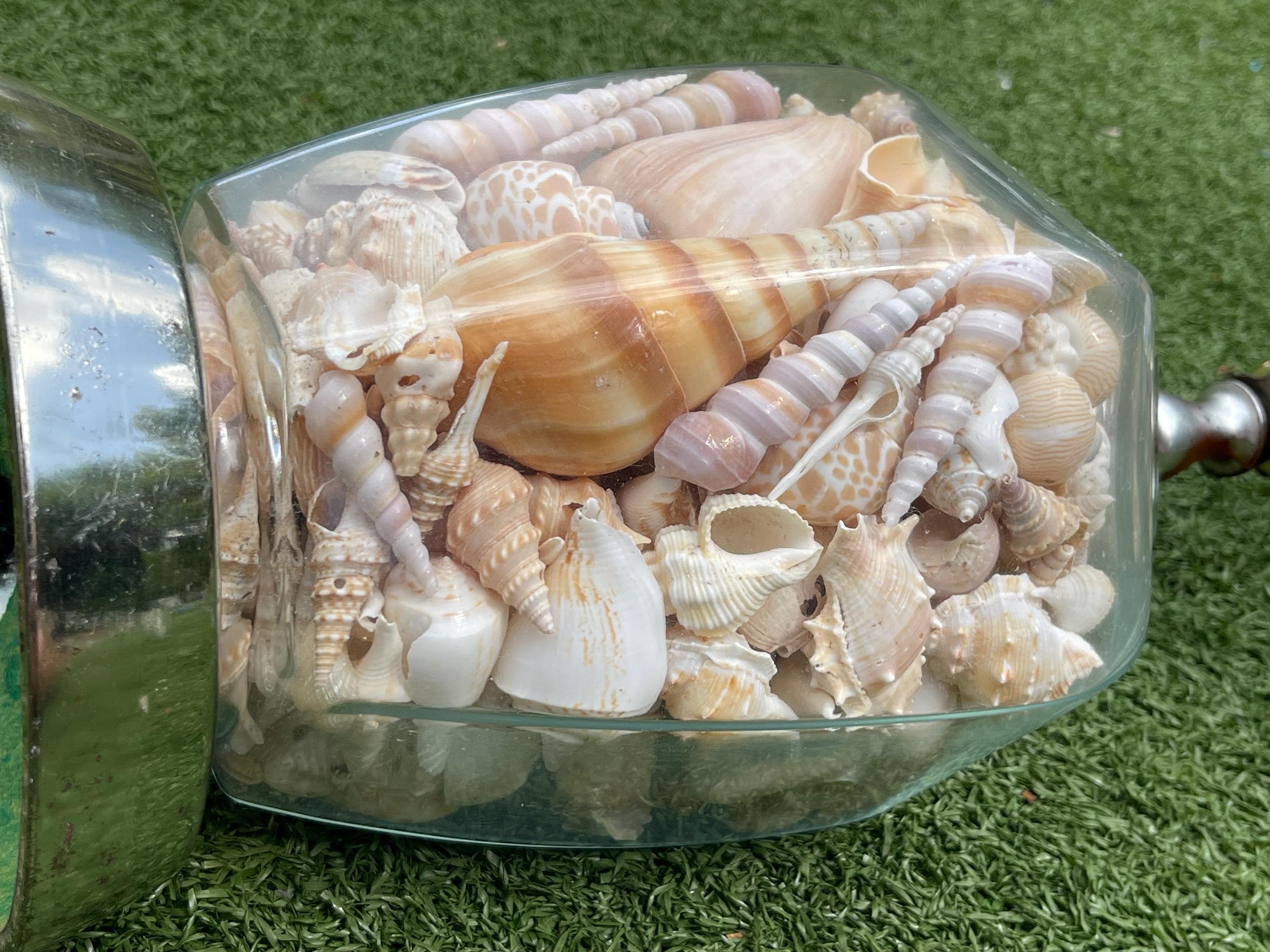 Vintage Shell Lamp – Glass Table Lamp With Real Seashells – Coastal ...