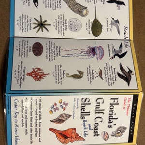 May include: A set of three educational guides about Gulf Coast shells and beach life, featuring illustrations of various shells, sea creatures, and birds. The guides include text and measurements in inches.